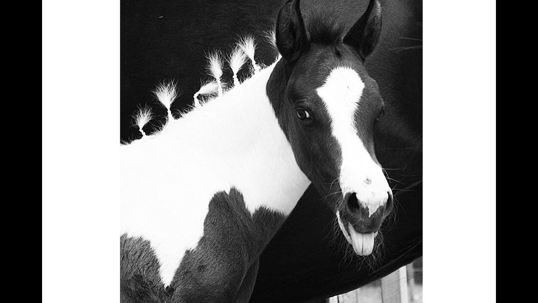 CAV Fotowettbewerb BR Pferdefrisuren Lisa Schiller
