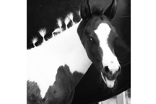 CAV Fotowettbewerb BR Pferdefrisuren Lisa Schiller