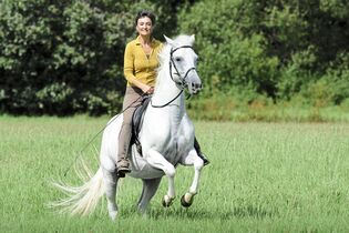 So Werden Pferd Und Reiter Ein Team Cavallode