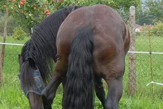 CAV Friese Koppel Schräge Pferdefotos