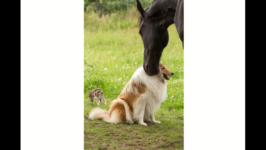 CAV-Friese-Tier-Freundschaft-Werner-Schmäing5