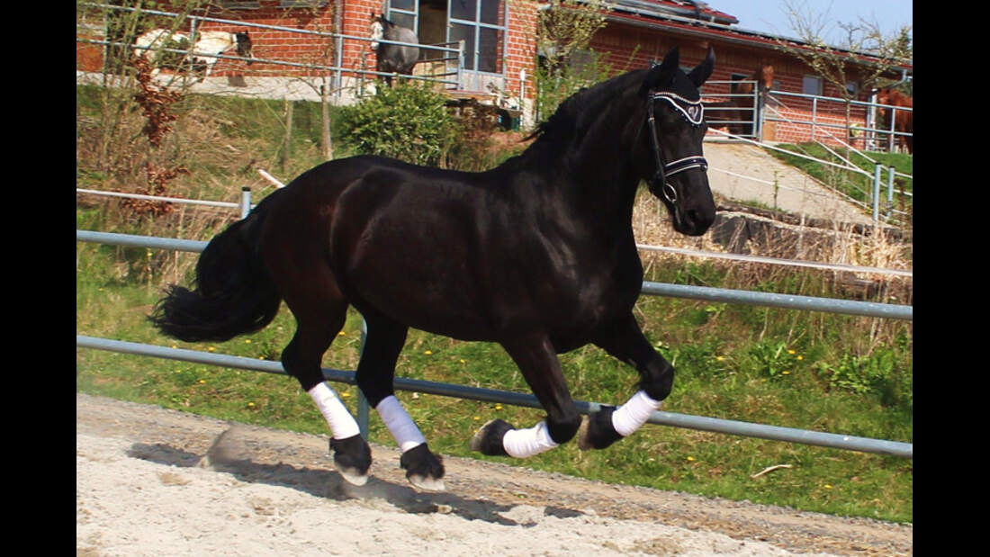 Adesivo EZSTIK Cavallo Tennessee Walker – Per Auto, Rimorchio O Sella – Stile Inglese