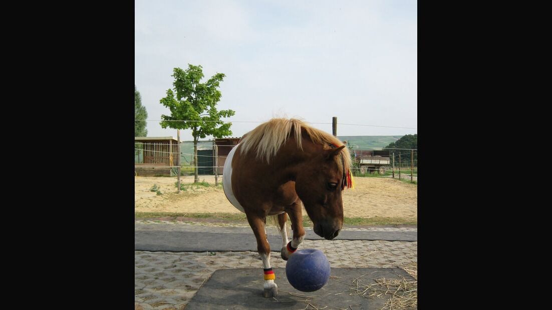 CAV Fußball-WM mit Pferden Felix