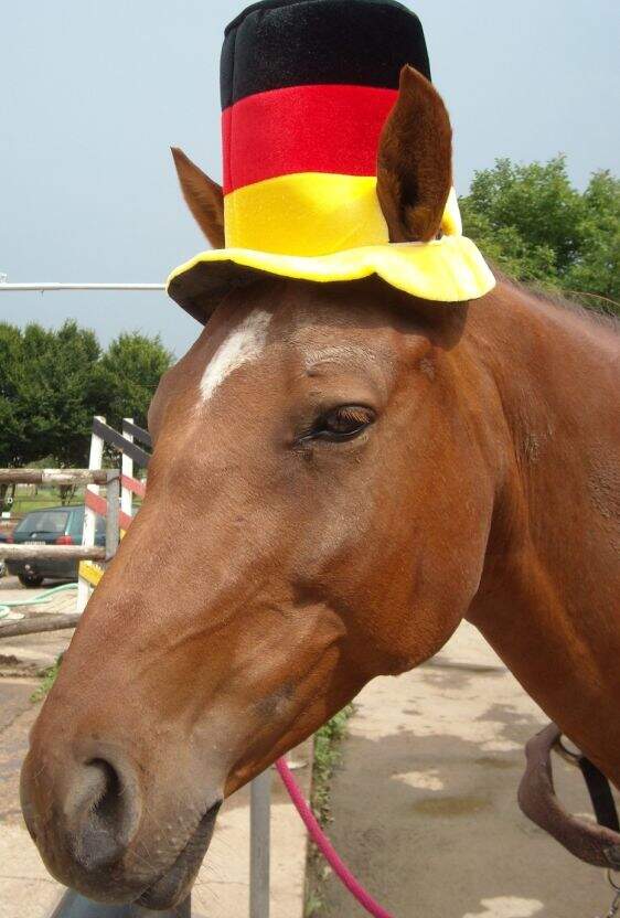 Er sucht sie cavallo