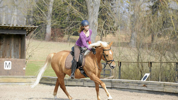 CAV Galopp Haflinger Dressur Loben