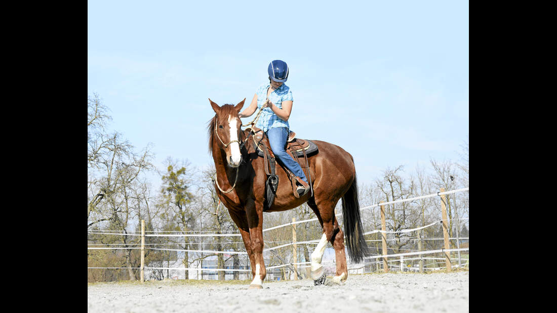 CAV Gebisslos Reiten Claudia Miller