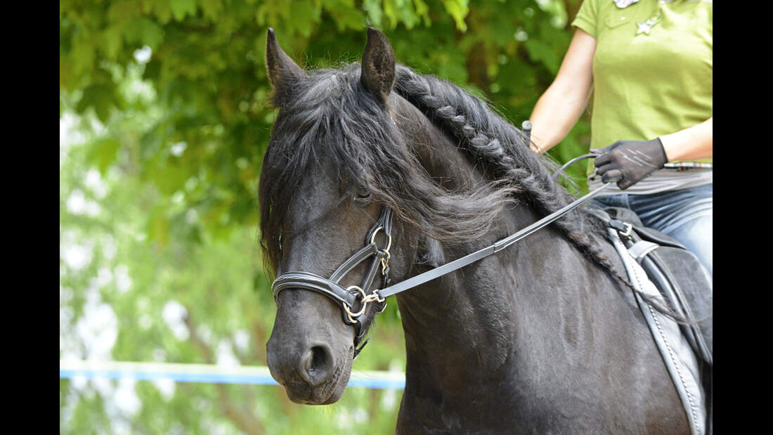 CAV Gebisslose Zäume im Test 14