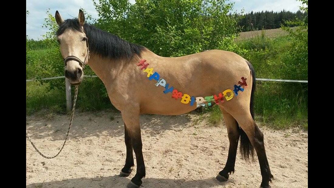 CAV Geburtstagspferde Diana Landgraf Pohle