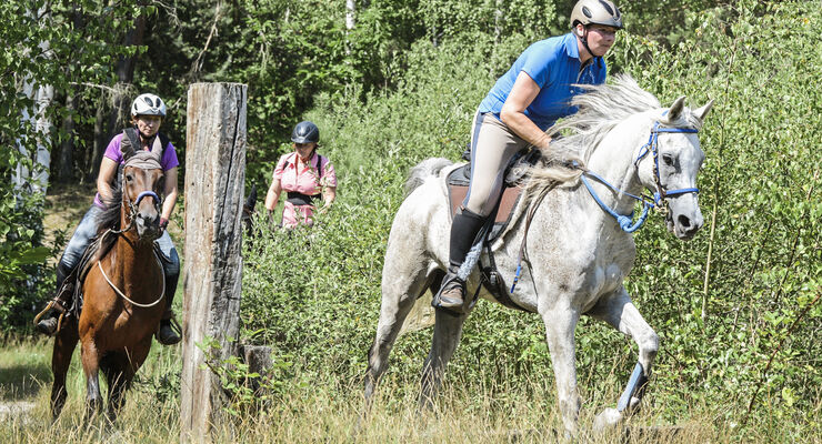 Pferd Alleine Ausreiten Beibringen