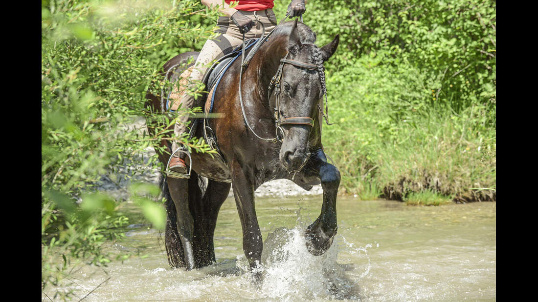Ist der Wolf eine Gefahr für Pferde? | cavallo.de