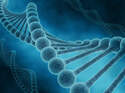 CAV Gendefekte Pferd DNA