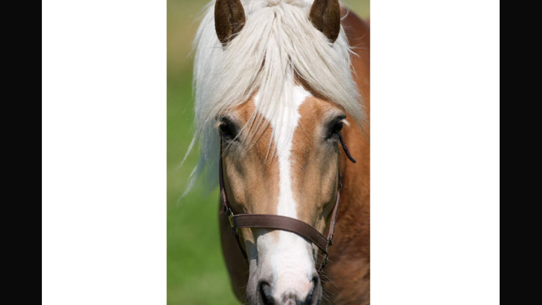 CAV Haflinger Damaris Bont