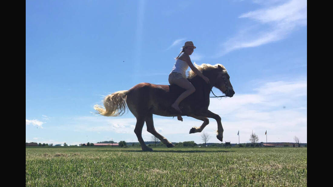 CAV Haflinger Dani Felber