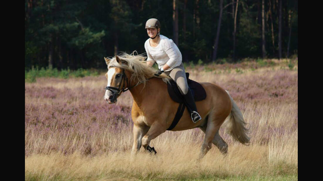 CAV Haflinger Jana Meyer