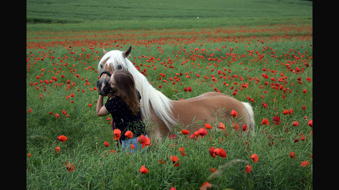 CAV Haflinger Julia Fischer