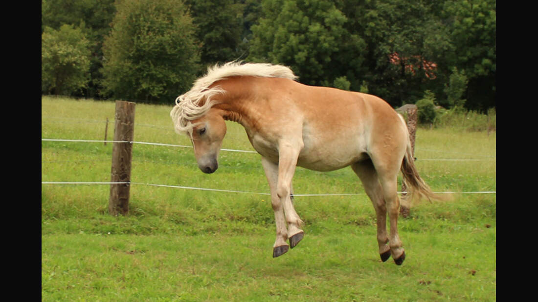 CAV Haflinger Julia Volk