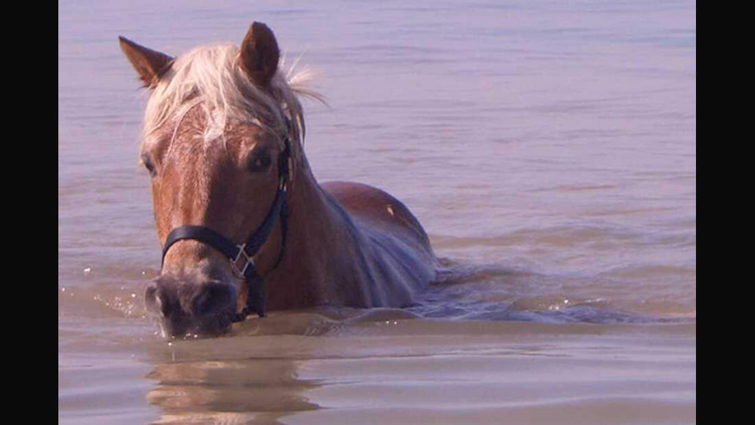 CAV Haflinger Leserfotos 11