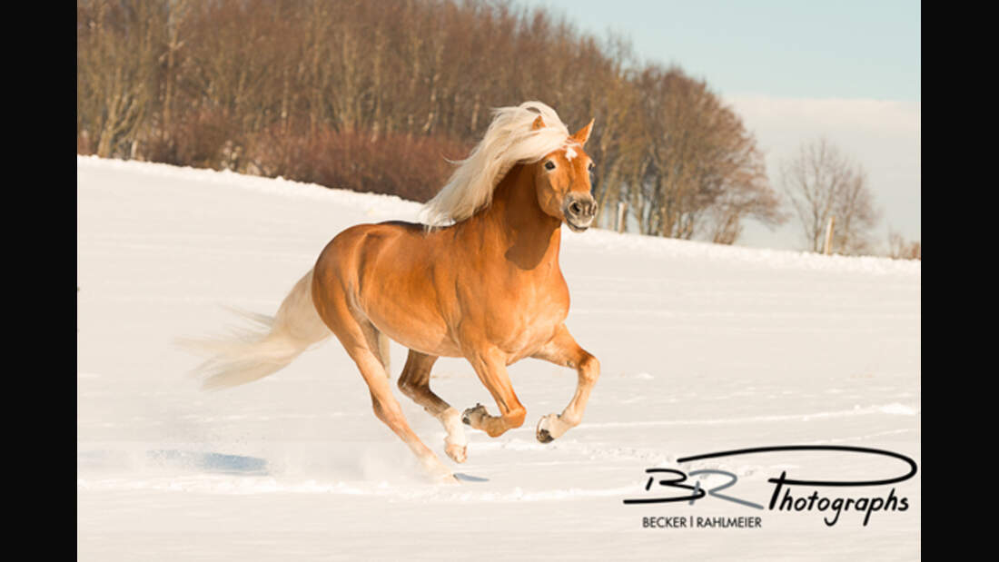 CAV Haflinger Leserfotos 12