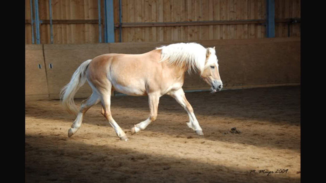 CAV Haflinger Leserfotos 13