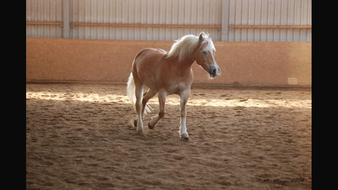 CAV Haflinger Leserfotos 14