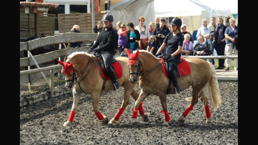 CAV Haflinger Leserfotos 17