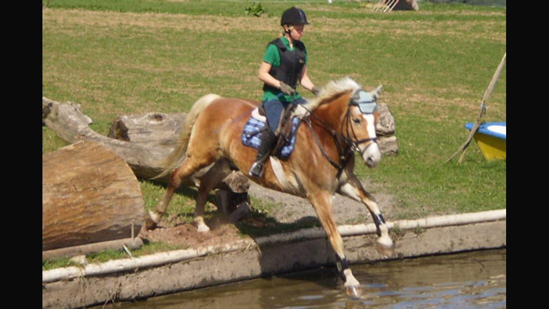 CAV Haflinger Leserfotos 19