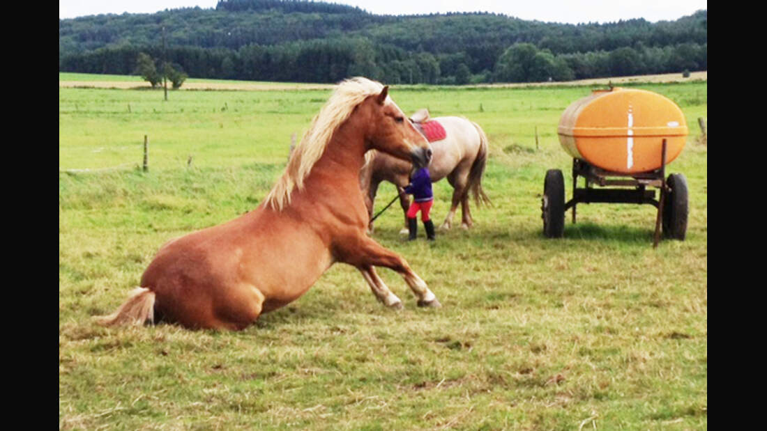 CAV Haflinger Leserfotos 20