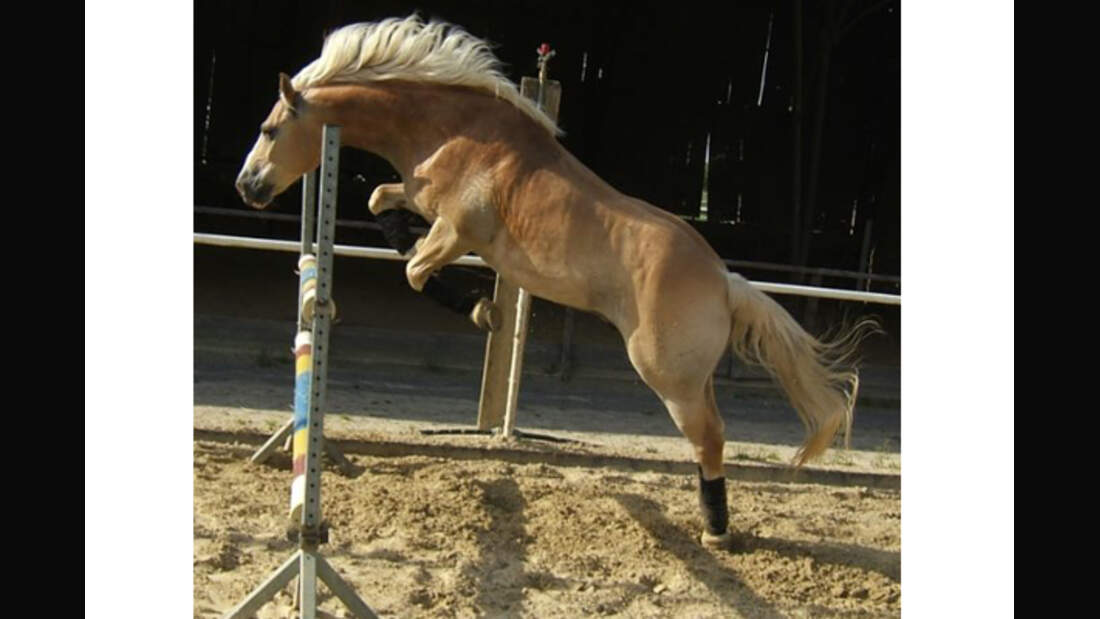 CAV Haflinger Leserfotos 23