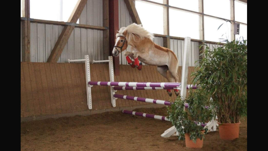 CAV Haflinger Leserfotos 26