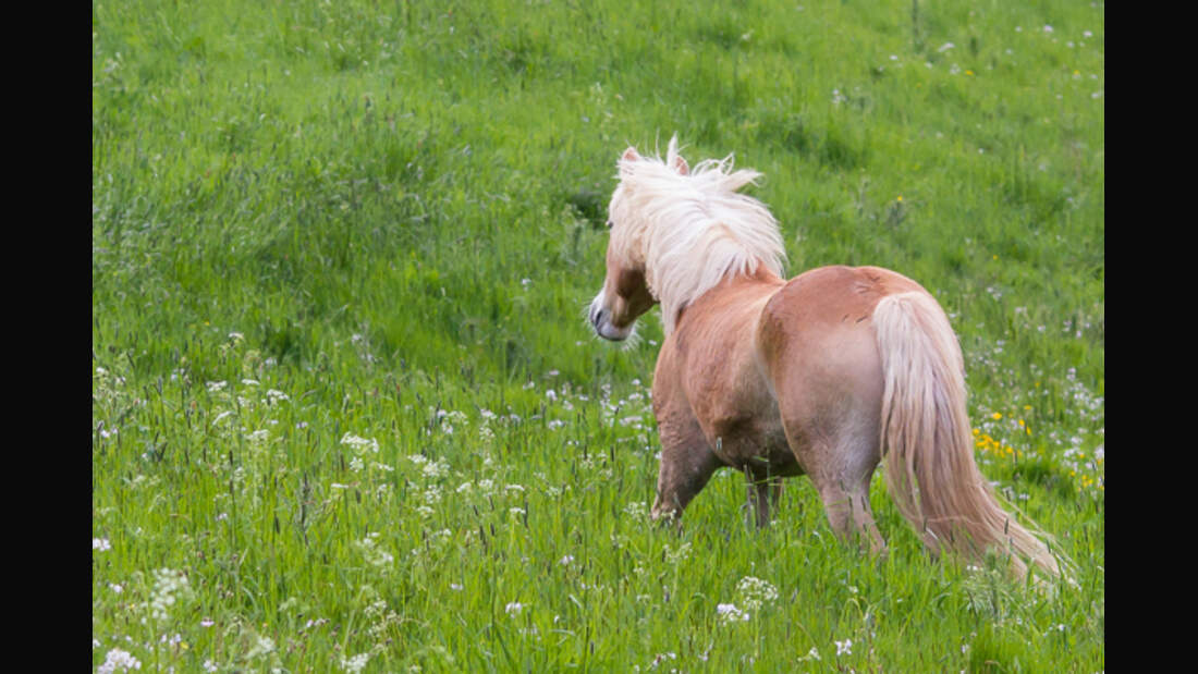 CAV Haflinger Leserfotos 30