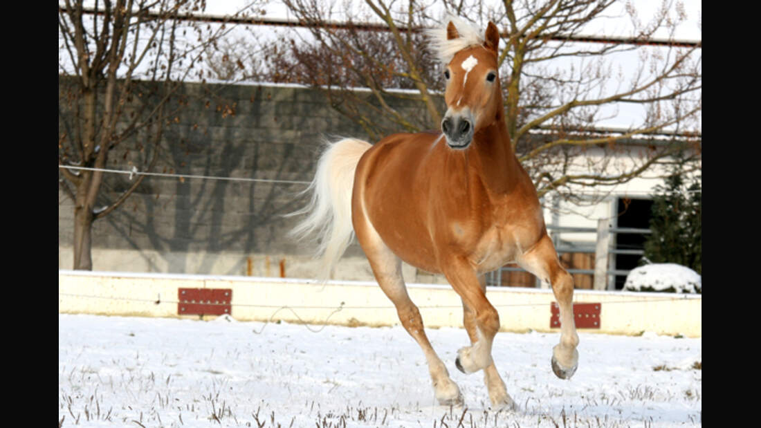 CAV Haflinger Leserfotos 33