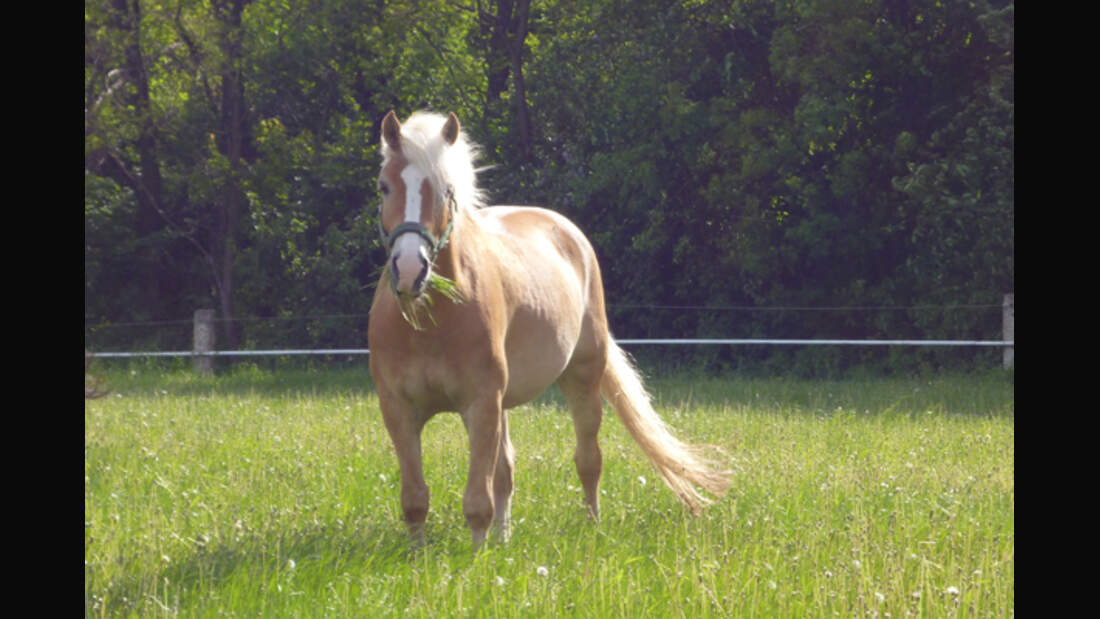 CAV Haflinger Leserfotos 35