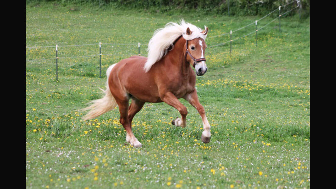 CAV Haflinger Leserfotos 36