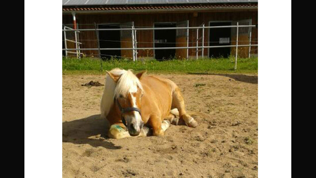 CAV Haflinger Leserfotos 37