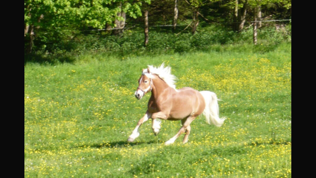 CAV Haflinger Leserfotos 38