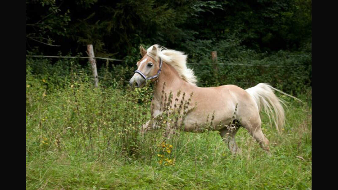 CAV Haflinger Leserfotos 39