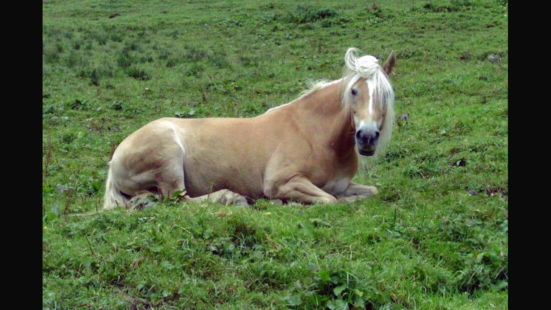 CAV Haflinger Leserfotos 8