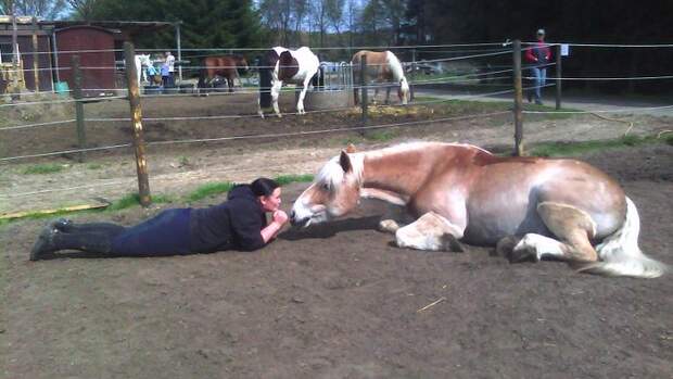 CAV Haflinger Liegen Paddock