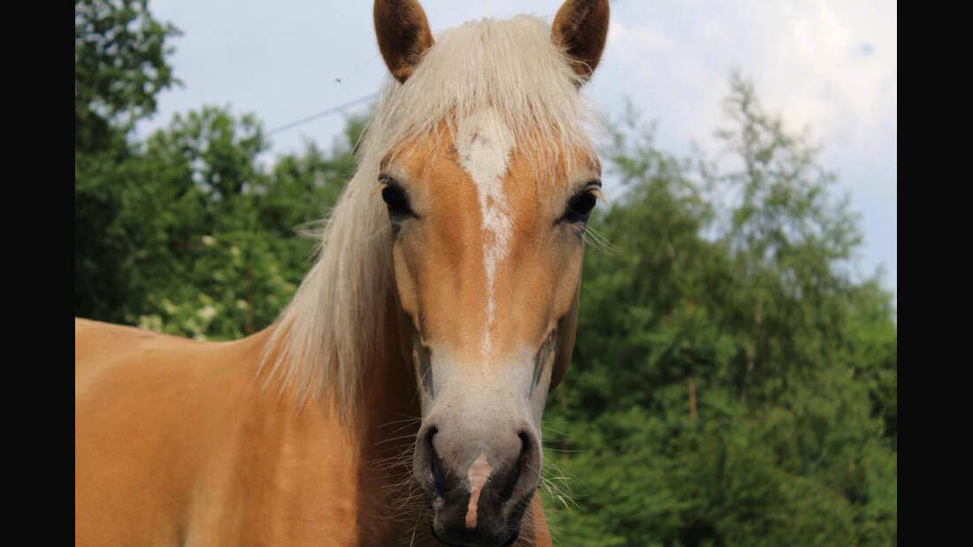 CAV Haflinger Mariska de Reuver