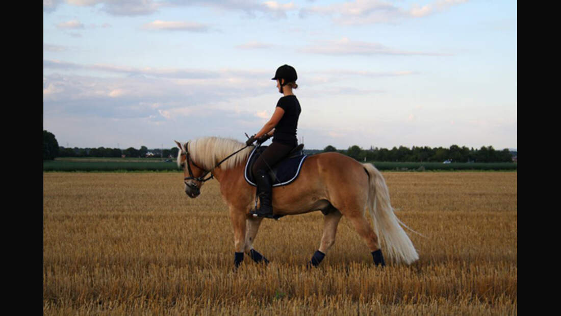 CAV Haflinger Pferderasse Rasse Leserfotos 50