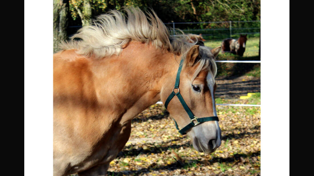 CAV Haflinger Pferderasse Rasse Leserfotos 51