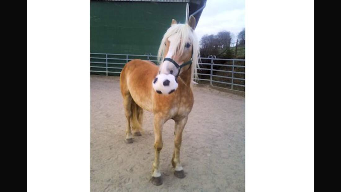 CAV Haflinger Pferderasse Rasse Leserfotos 52