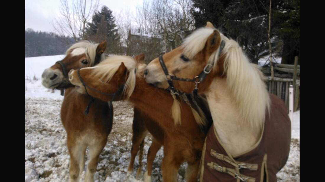 CAV Haflinger Pferderasse Rasse Leserfotos 56