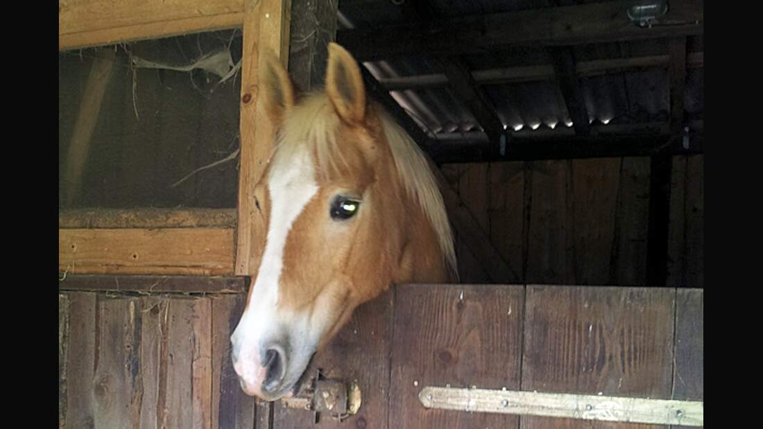 CAV Haflinger Pferderasse Rasse Leserfotos 58