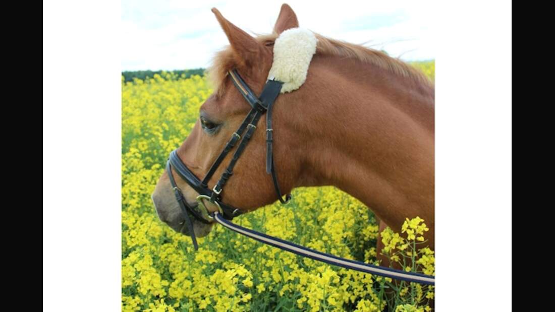 CAV Haflinger Pferderasse Rasse Leserfotos 59