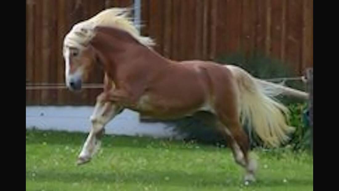 CAV Haflinger Pferderasse Rasse Leserfotos 60