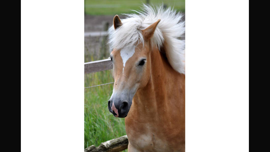 CAV Haflinger Pferderasse Rasse Leserfotos - Anne Cunze