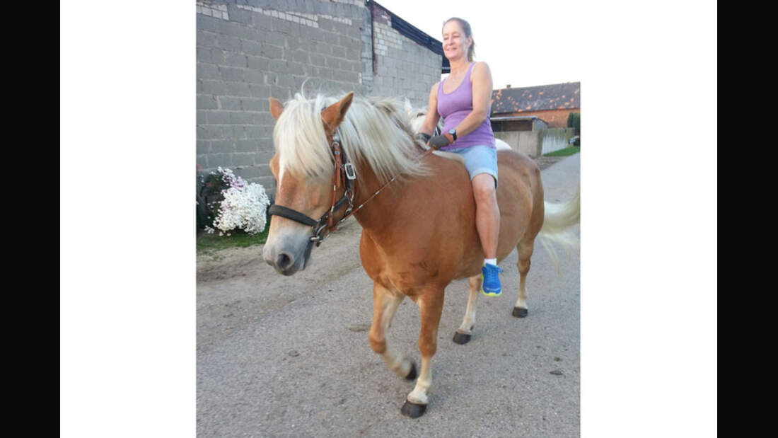 CAV Haflinger Pferderasse Rasse Leserfotos - Brachschoss