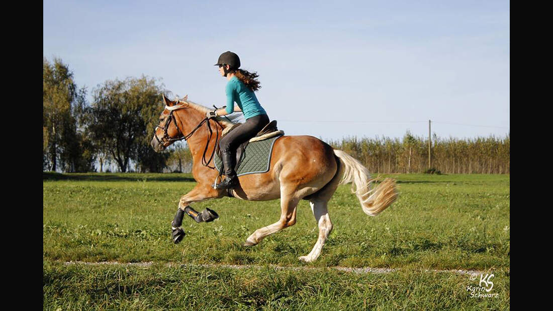 CAV Haflinger Pferderasse Rasse Leserfotos Franziska Baur