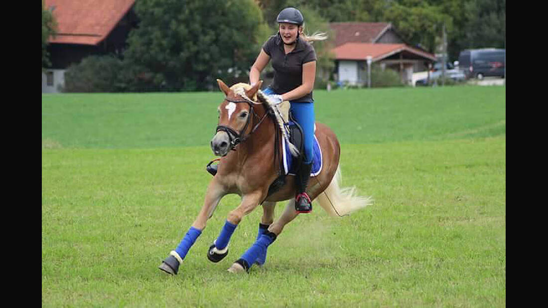 CAV Haflinger Pferderasse Rasse Leserfotos Gini Reggae